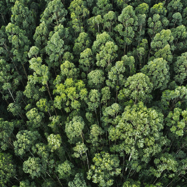 sgp res Aerial view of a dense green forest with tall tree canopies forming a continuous canopy.