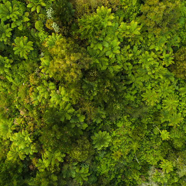 1 Aerial view of a dense tropical forest canopy with varied green foliage.